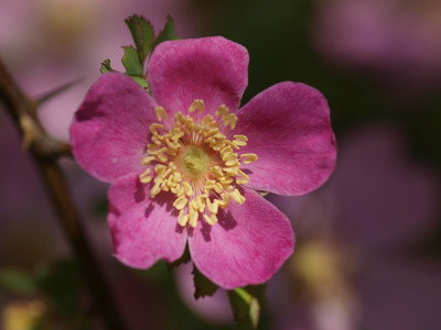 小葉薔薇（原變種）