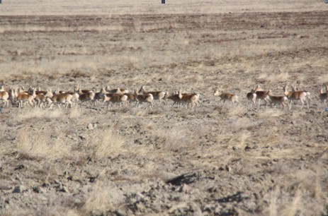 巴爾虎黃羊自治區級自然保護區