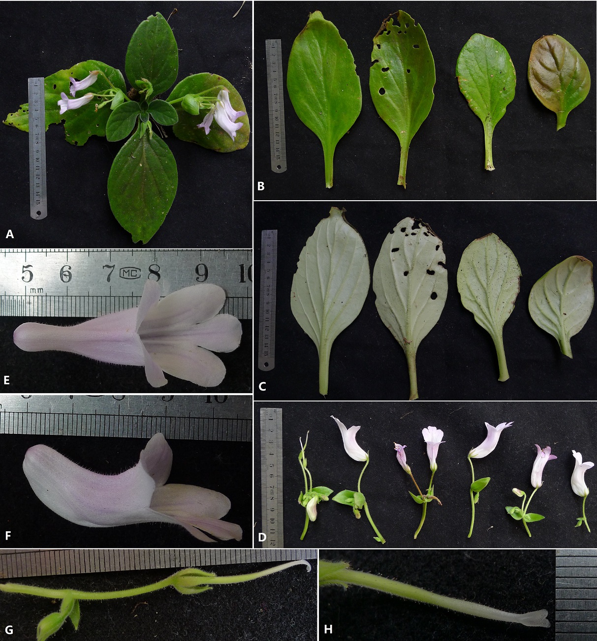 擬粉花報春苣苔