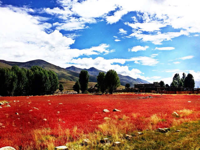 稻城亞丁紅草地