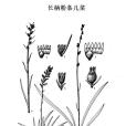 長柄粉條兒菜