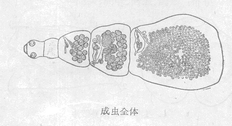 短節斧鉤絛蟲