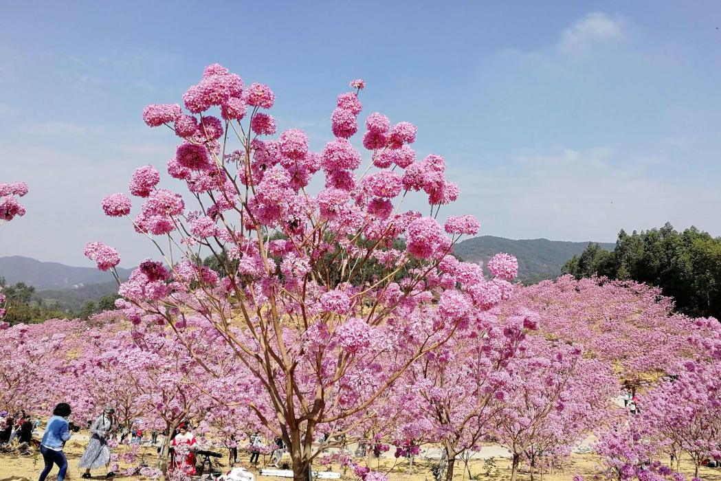 紫花風鈴木21