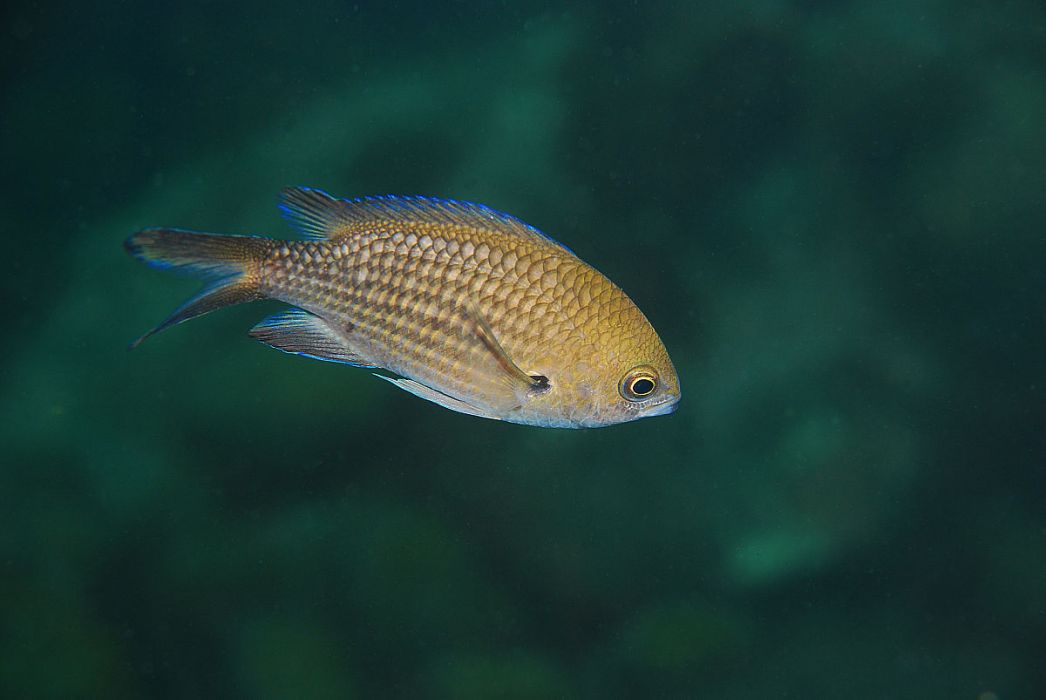 橫帶光鰓魚