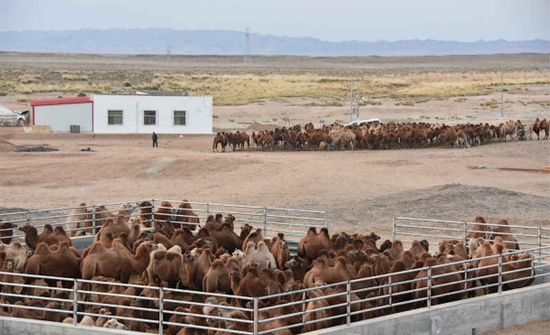 馬鬃山地區駱駝養殖