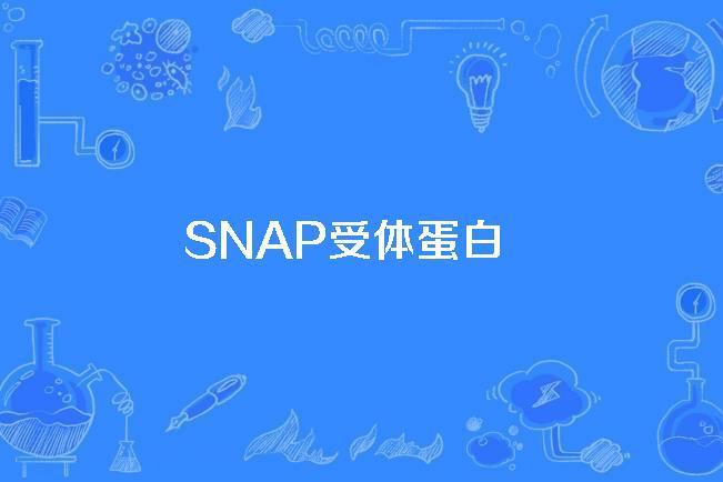 SNAP受體蛋白