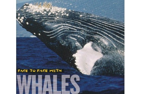 Face to Face with Whales