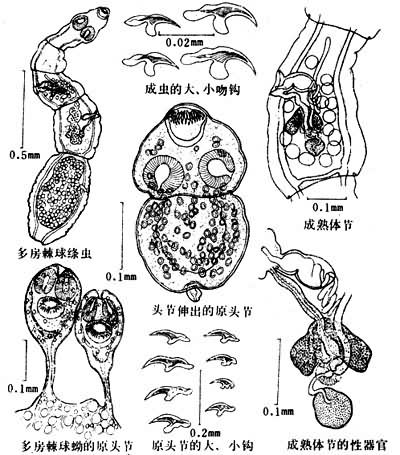 棘球絛蟲屬