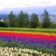 北海道花海