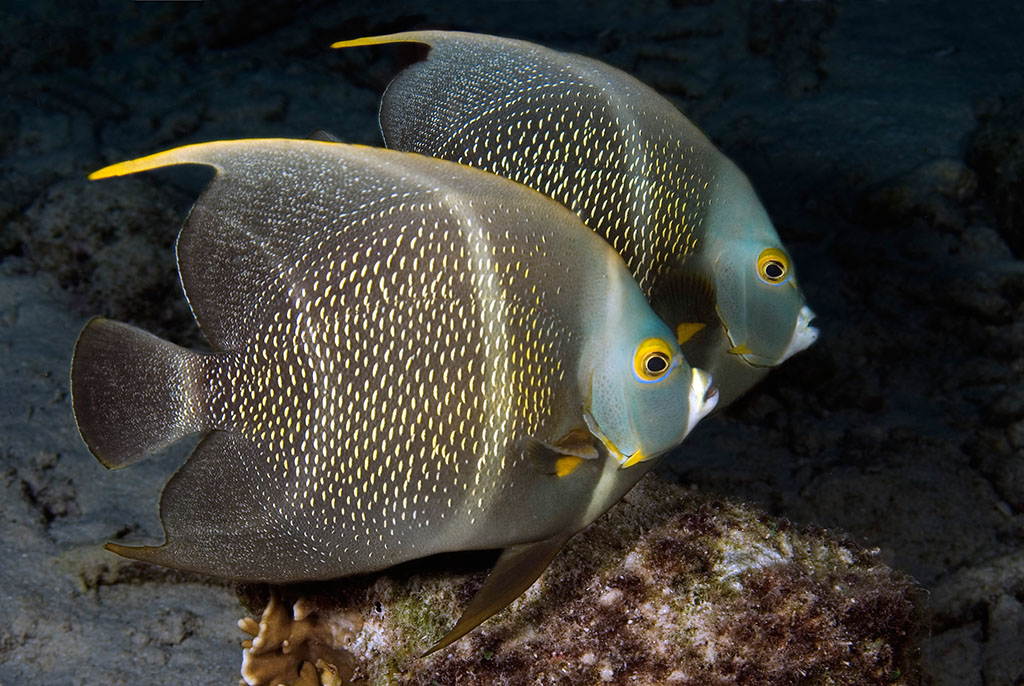 刺蓋魚屬