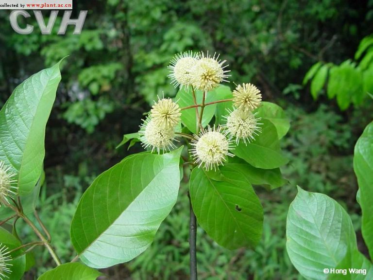 雞仔木屬植物：雞仔木