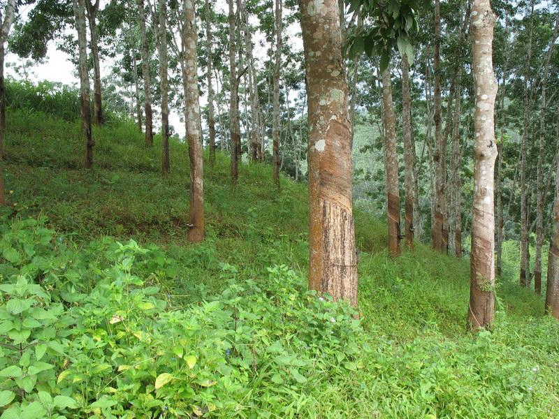 姐東崍自然村