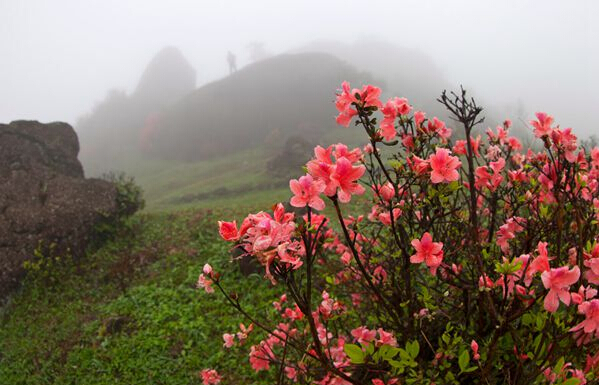 中國廣西杜鵑花