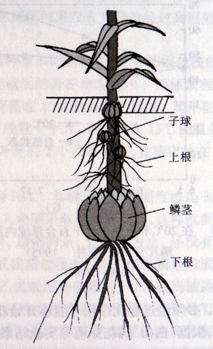 東方百合