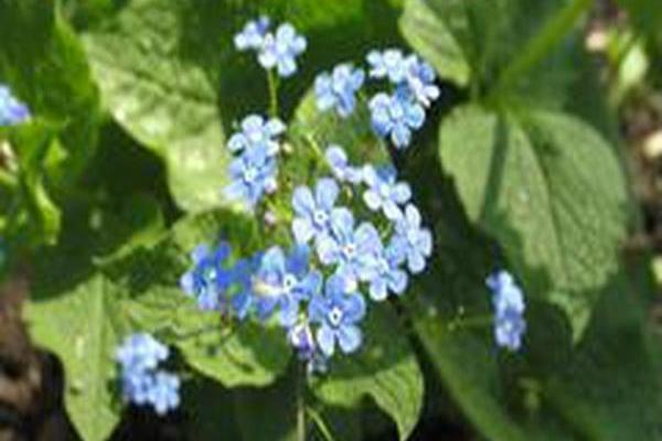 Brunnera macrophylla \x27Langtrees\x27