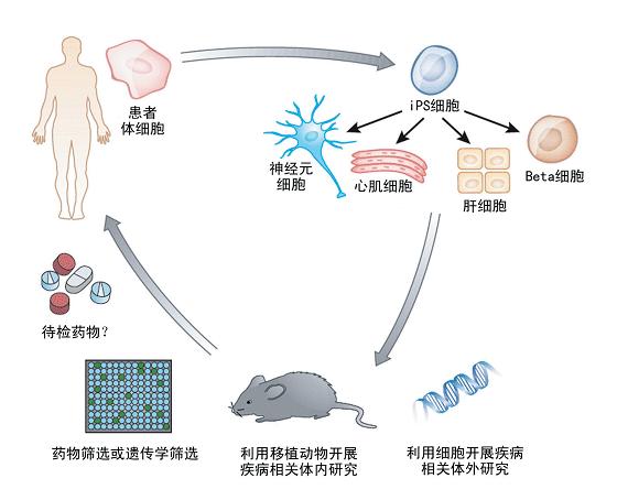 ips細胞在人類研究疾病工作中的用途