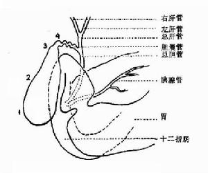 經T形管膽囊造影