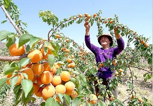 寧夏山杏