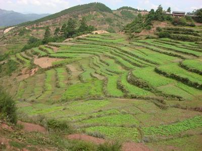 啦井鎮桃樹村委會白臘村耕地