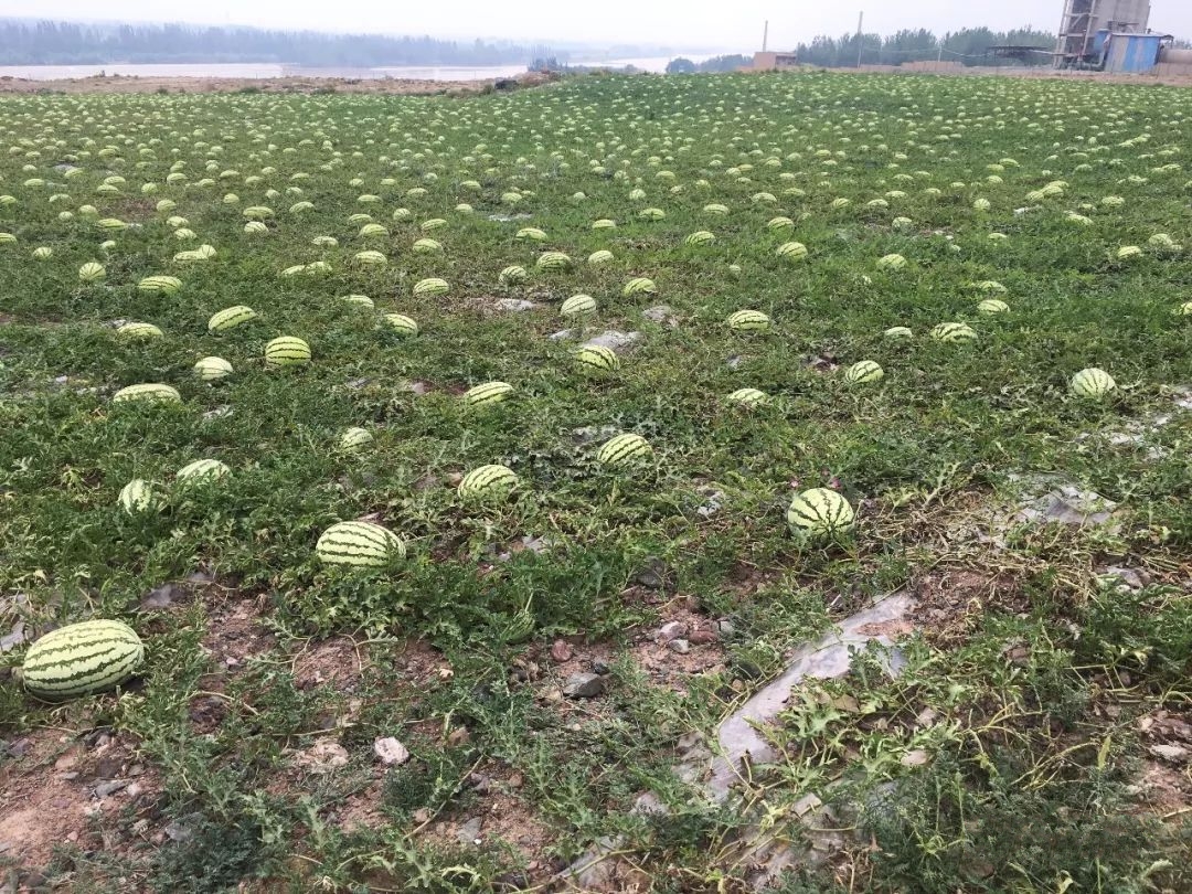 香山壓砂西瓜