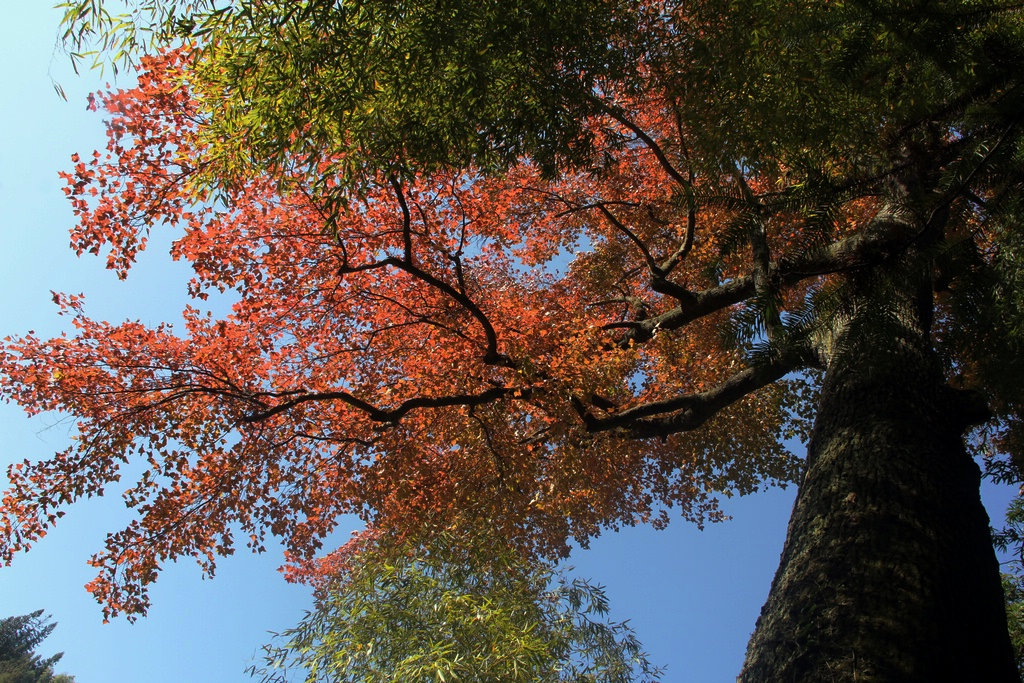 江西天花井國家森林公園