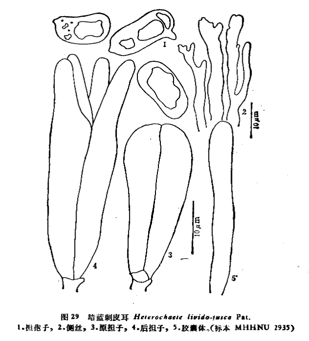 彭氏刺皮耳