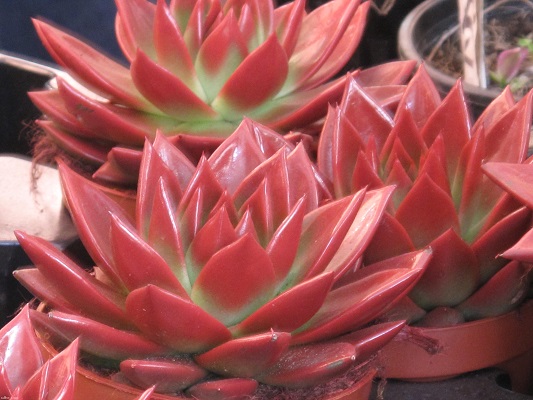 agavoides