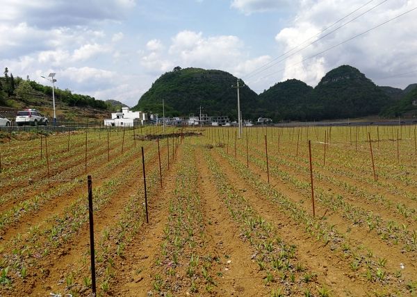 安龍白及種植基地