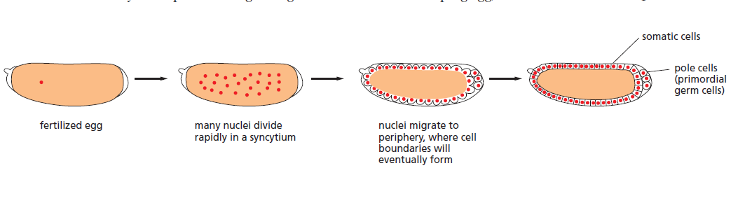 果蠅受精卵的發育