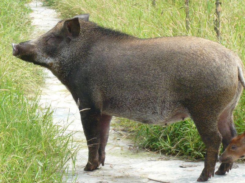 特種野豬肉