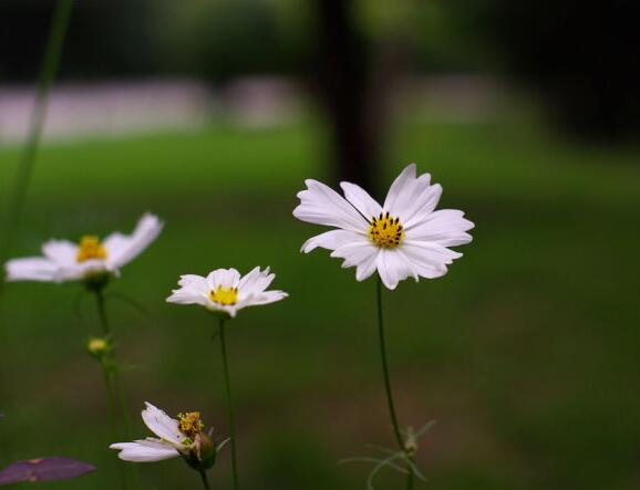 夏的花兒