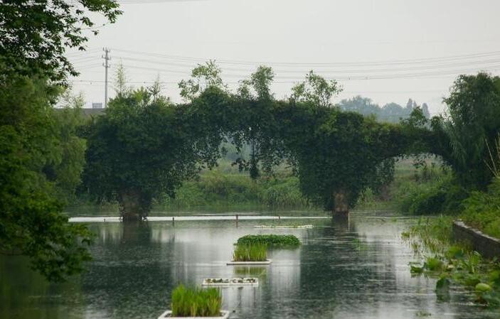 種德橋