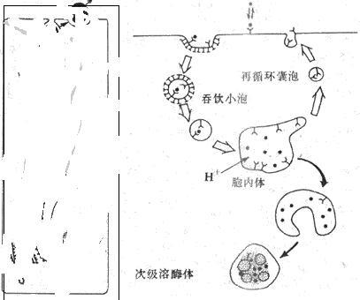 受體介導式入胞