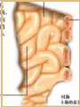 小腸