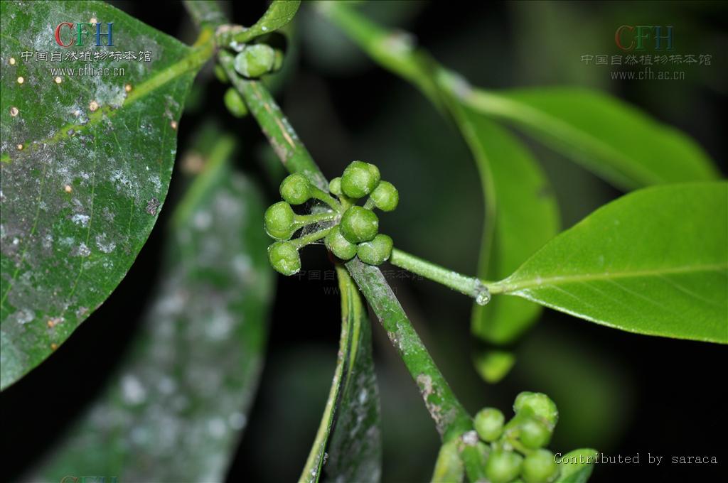 白樹族植物