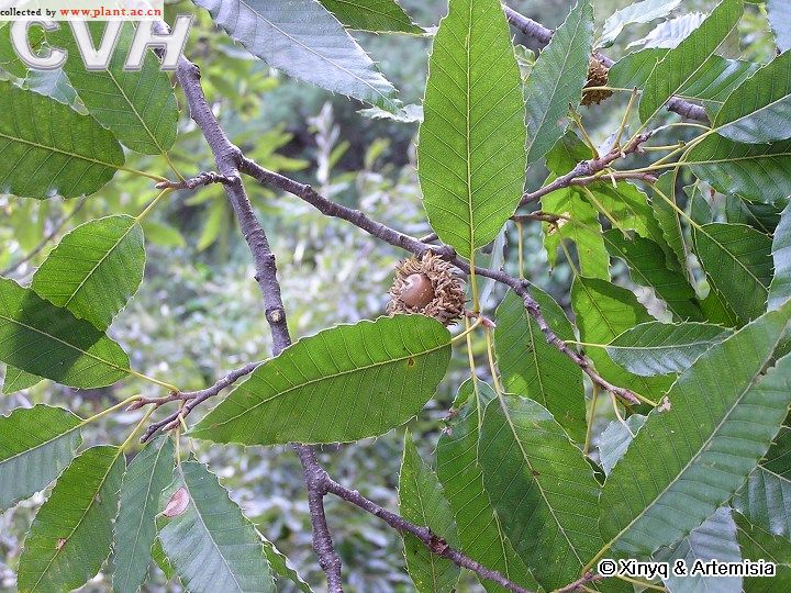 塔形栓皮櫟