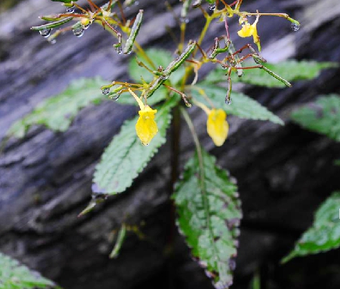 疏花鳳仙花