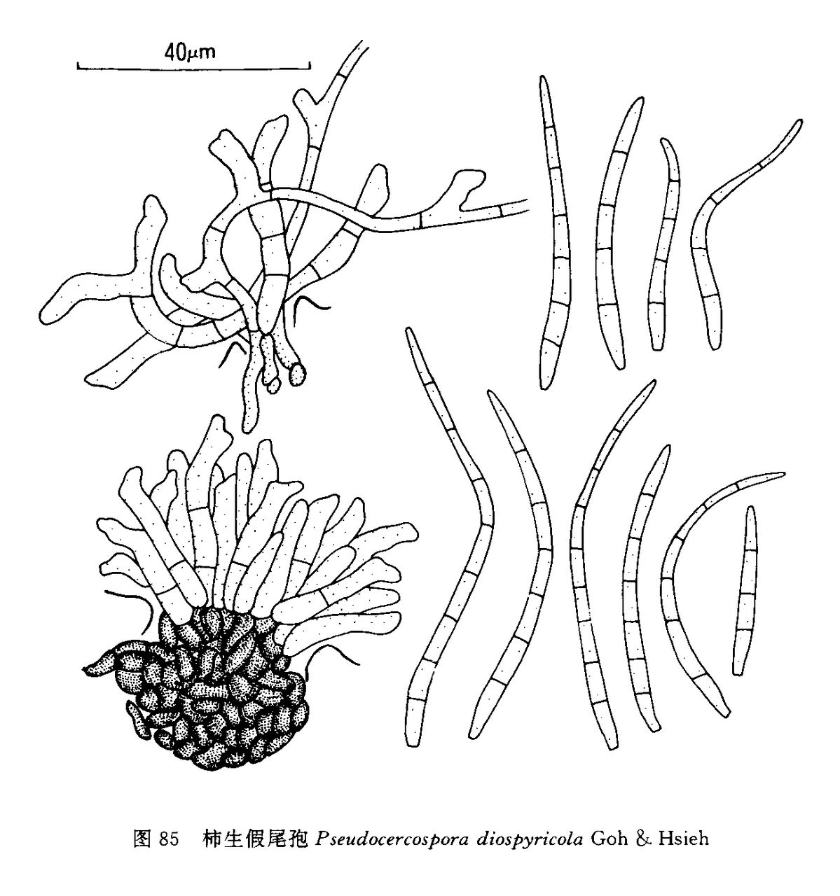 柿生假尾孢