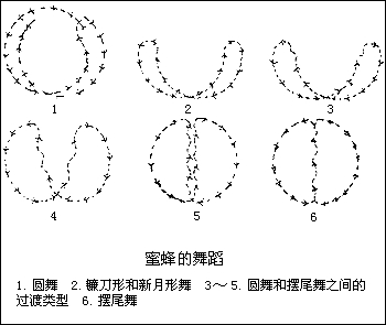 蜜蜂的舞蹈姿勢圖