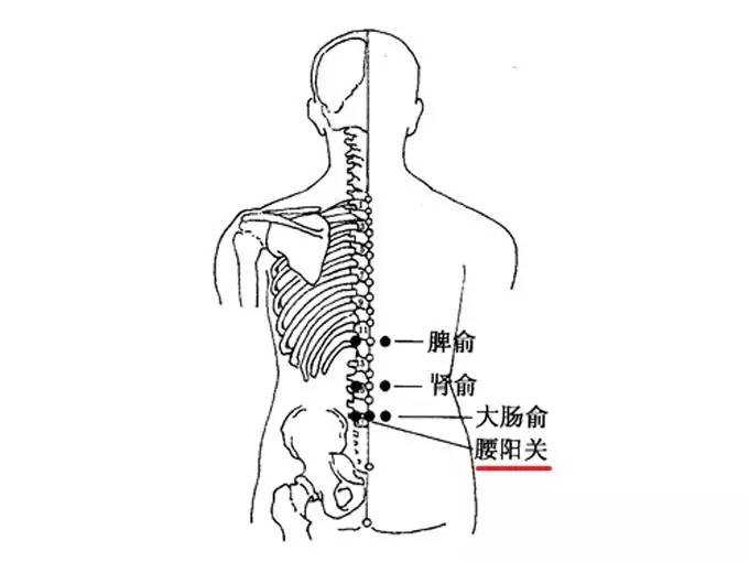 腰陽關穴