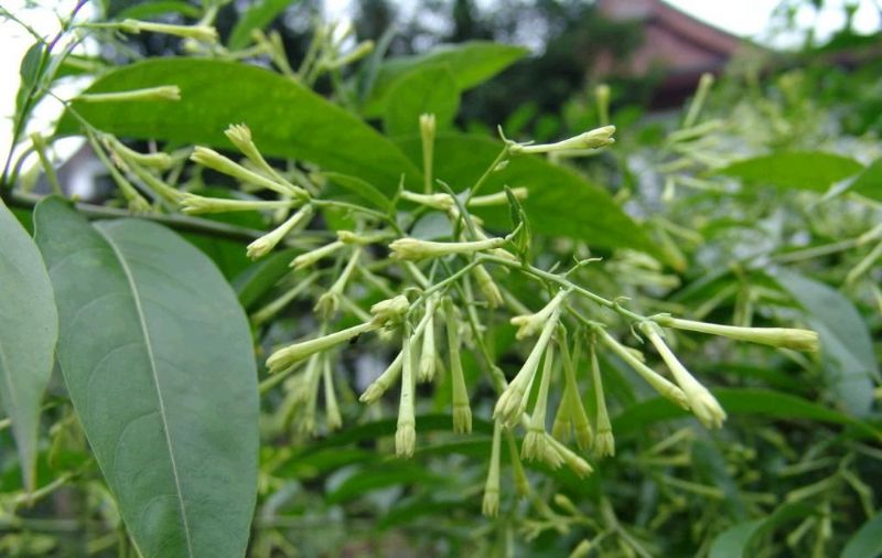 夜來香(夜香花)