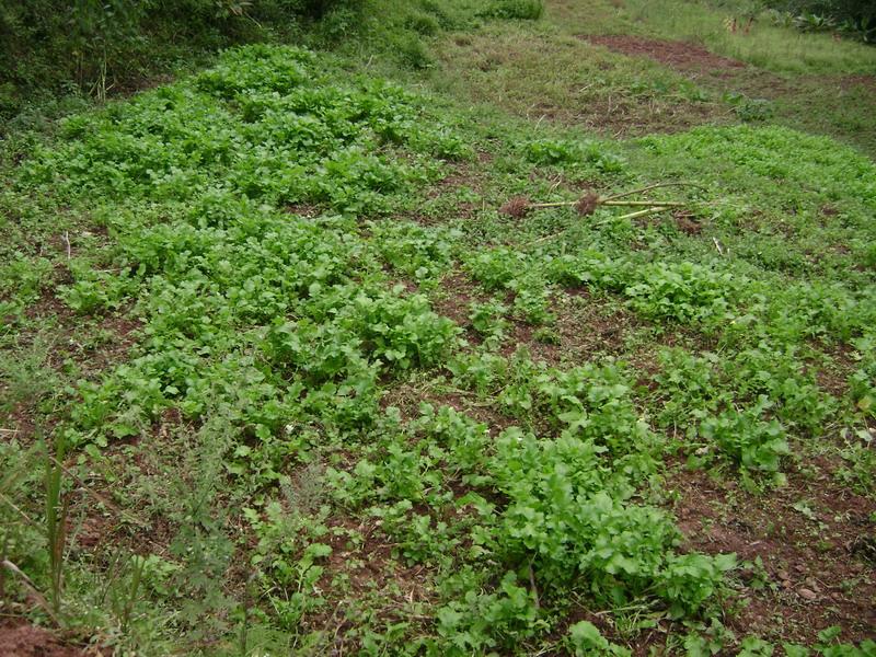 孟卡拉村