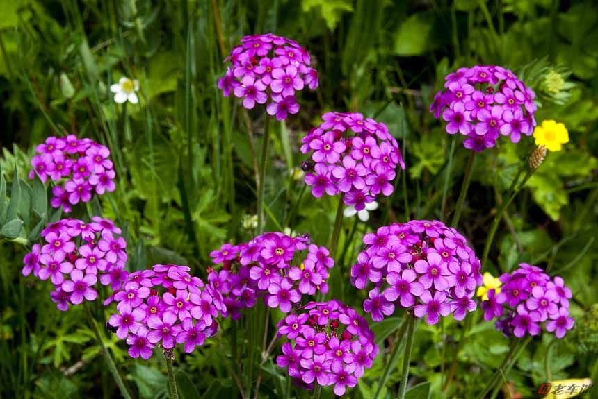 高波羅花