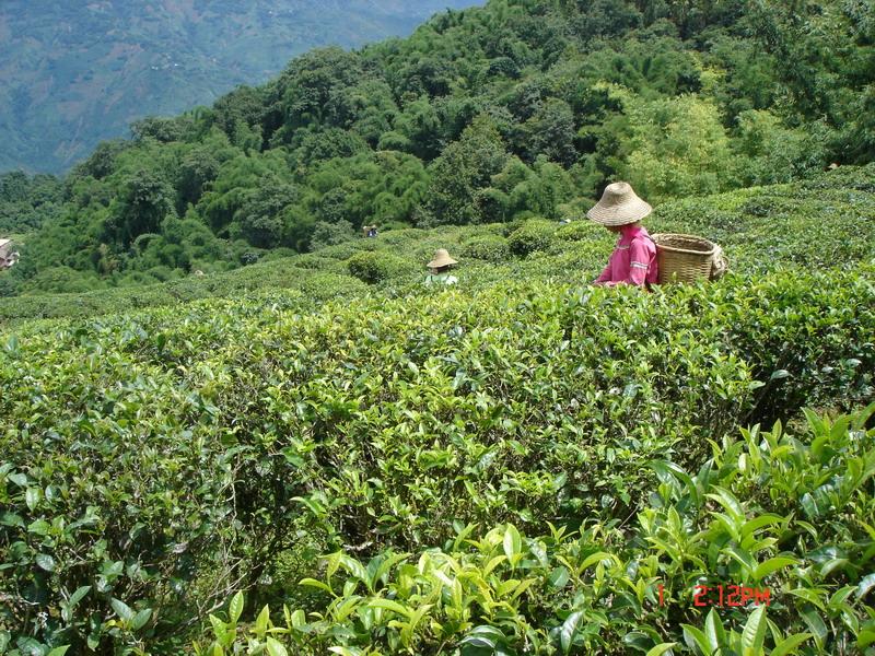 茶葉種植