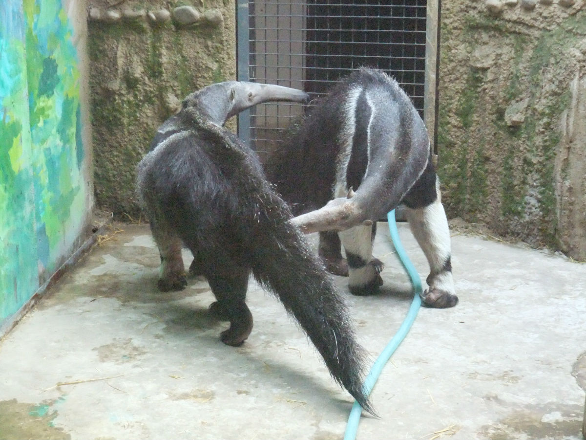 動吧成員清潭對面拍攝的北京動物園動物