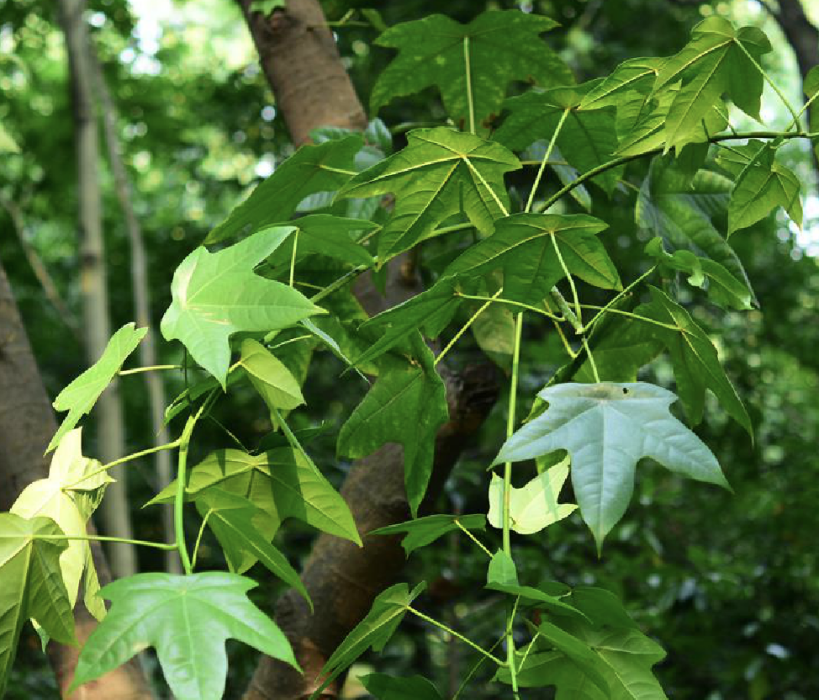 殼菜果(米老排)