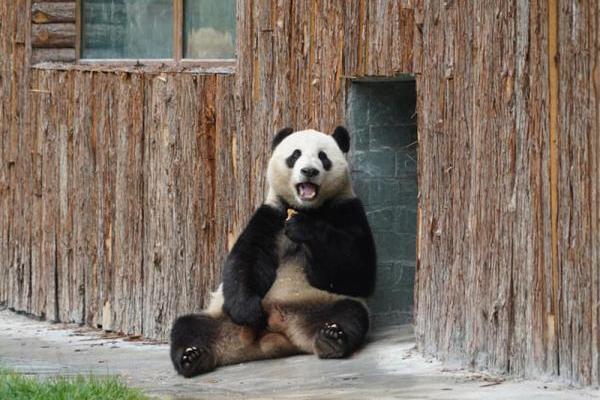 甲勿海大熊貓保護研究園