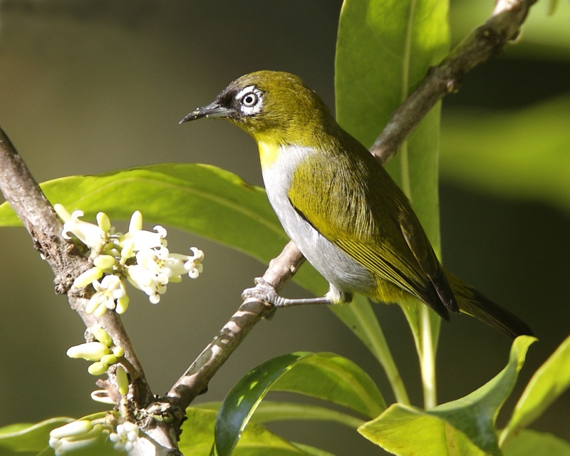 布魯繡眼鳥