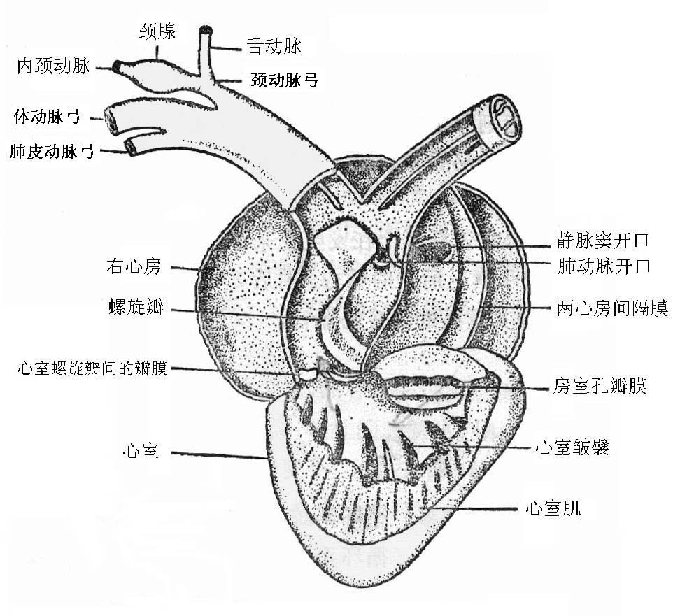 不完全雙循環