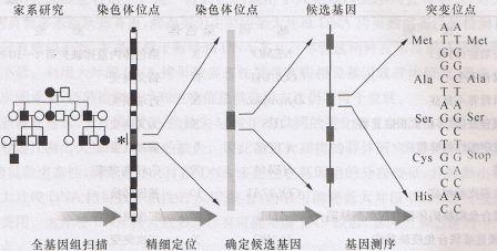 定位克隆的核心